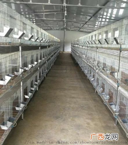 吉安果子狸养殖场 吉安万福养殖场