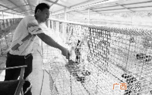 吉安果子狸养殖场 吉安万福养殖场