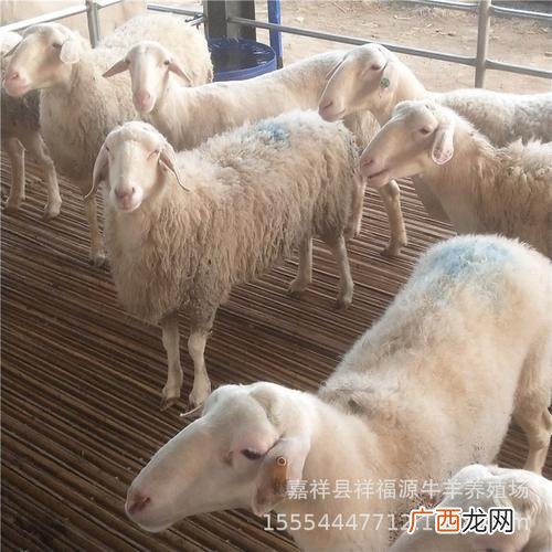 山东济宁养殖业 济宁羊养殖基地