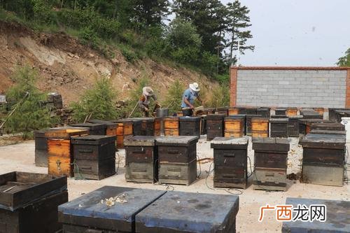 辽宁蜜蜂养殖场 江山蜜蜂养殖场