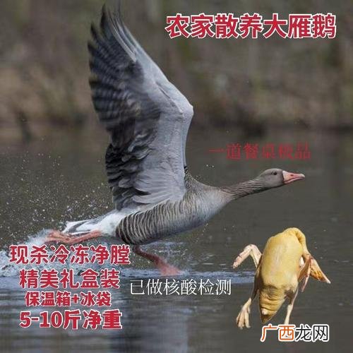江西省赣州市富生豪猪养殖 江西省大雁养殖交流群