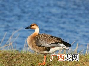 江西省赣州市富生豪猪养殖 江西省大雁养殖交流群