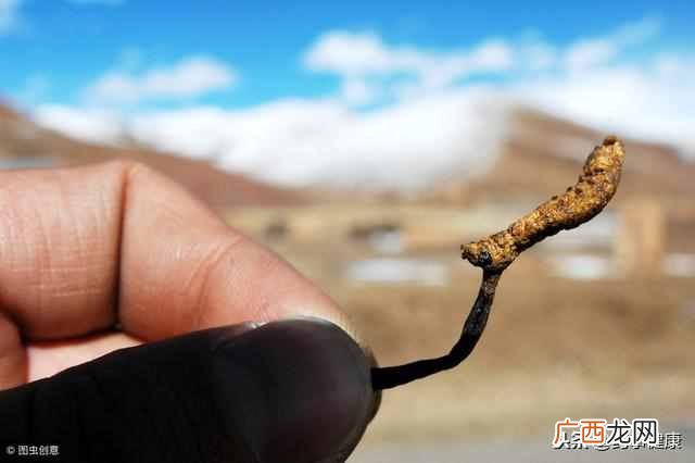 冬虫夏草是什么东西（冬虫夏草对身体有哪些好