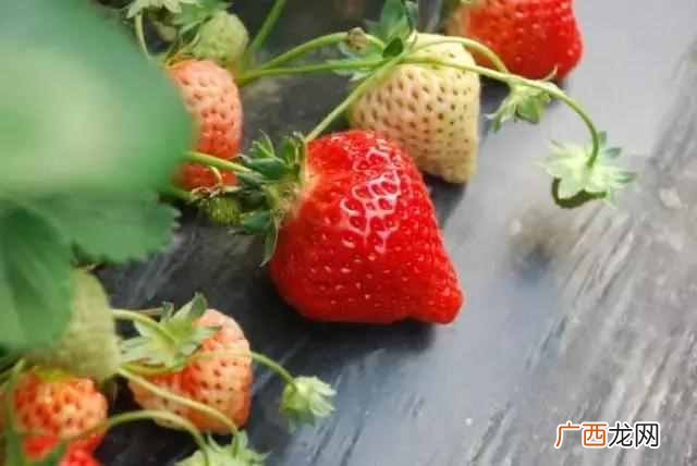 糖尿病吃什么水果和蔬菜最好（糖尿病人饮食禁