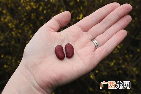 伤肾的食物有哪些?高蛋白饮食伤肾?