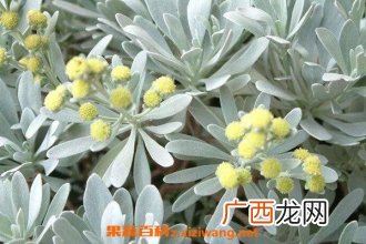 芙蓉菊的功效与作用 芙蓉菊的禁忌