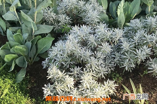 芙蓉菊的功效与作用 芙蓉菊的禁忌