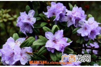 紫花杜鹃的功效与作用及禁忌