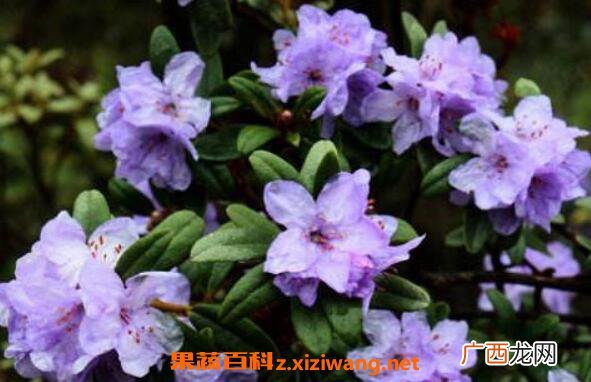 紫花杜鹃的功效与作用及禁忌