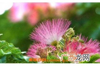 合欢花到底怎么养 合欢花的养殖方法和注意事项