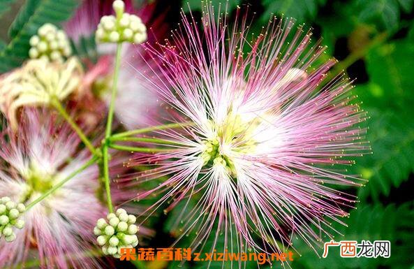 合欢花到底怎么养 合欢花的养殖方法和注意事项