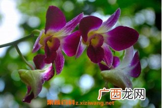 石斛兰怎么养 石斛兰的养殖方法和注意事项