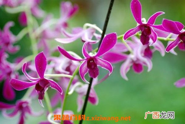 石斛兰怎么养 石斛兰的养殖方法和注意事项