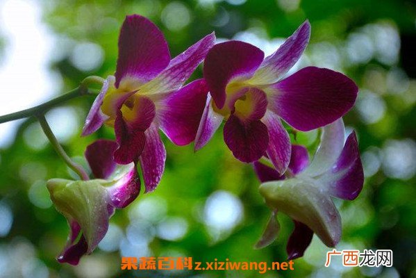 石斛兰怎么养 石斛兰的养殖方法和注意事项