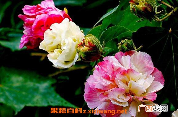 芙蓉花怎么养 芙蓉花的养殖方法