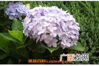 绣球花怎么养 绣球花的养殖方法
