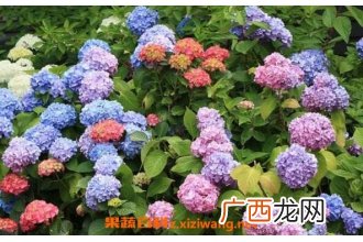 绣球花如何水养保鲜 绣球花怎么在花瓶里养