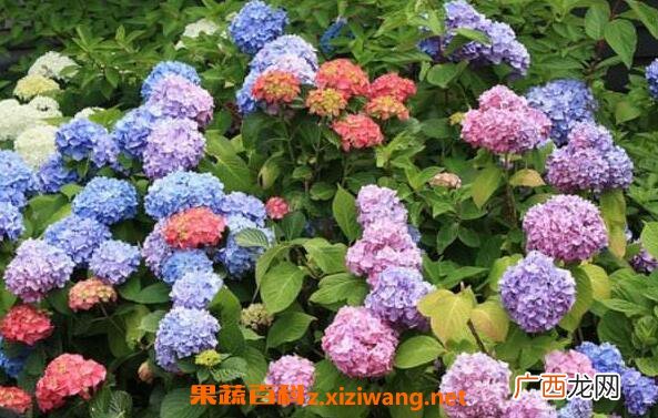 绣球花如何水养保鲜 绣球花怎么在花瓶里养