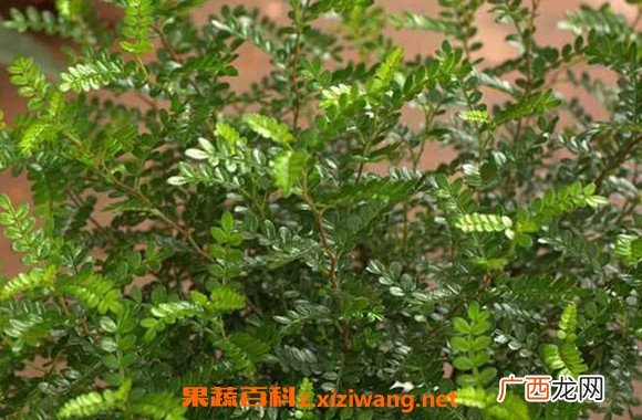 胡椒木和清香木的区别