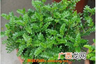 胡椒木和清香木的区别