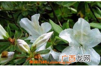 白花杜鹃的功效与作用 白花杜鹃的药用价值