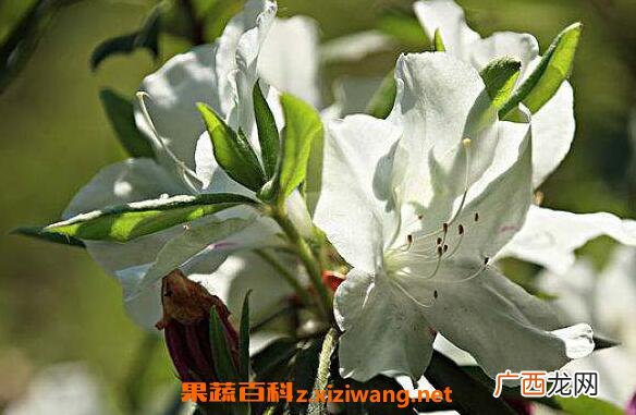 白花杜鹃的功效与作用 白花杜鹃的药用价值