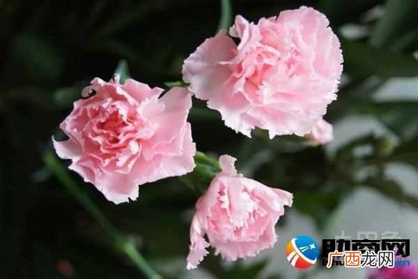 康乃馨花语大全 康乃馨代表什么意思