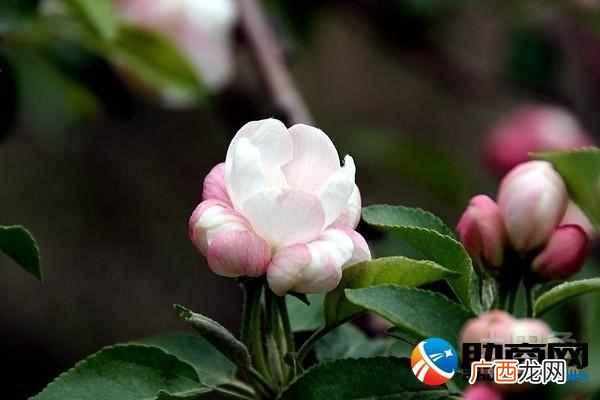 康乃馨花语大全 康乃馨代表什么意思