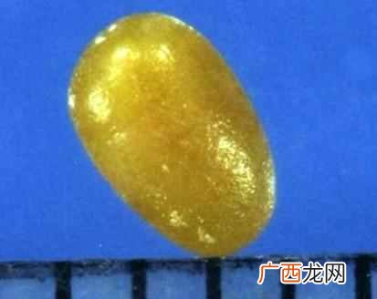 科学角度解析舍利子 舍利子是什么东西
