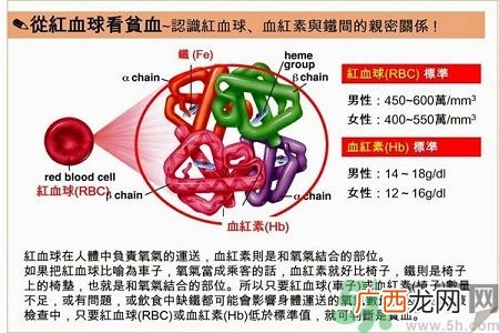 贫血的症状贫血的人吃什么补血最快?