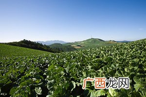 蔬菜颜色与营养价值判断好坏