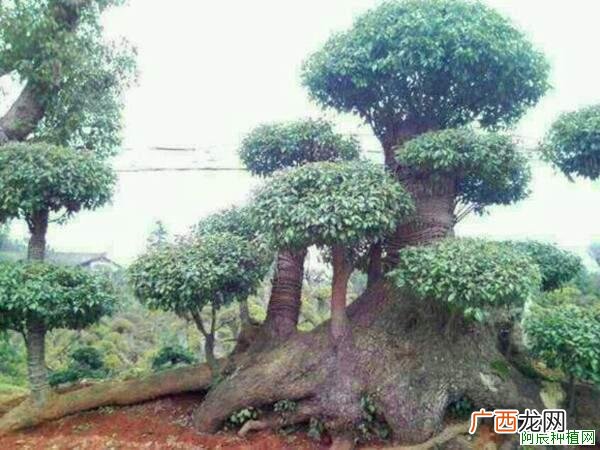 杨树如何追肥？杨树追肥技术