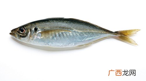 巴浪鱼、沙丁鱼怎么挑选新鲜的