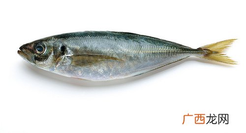 巴浪鱼、沙丁鱼怎么挑选新鲜的