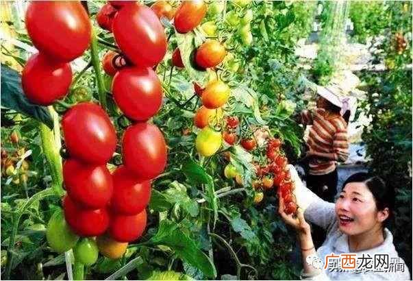 2019年农村赚钱好项目推荐 做什么赚钱最快