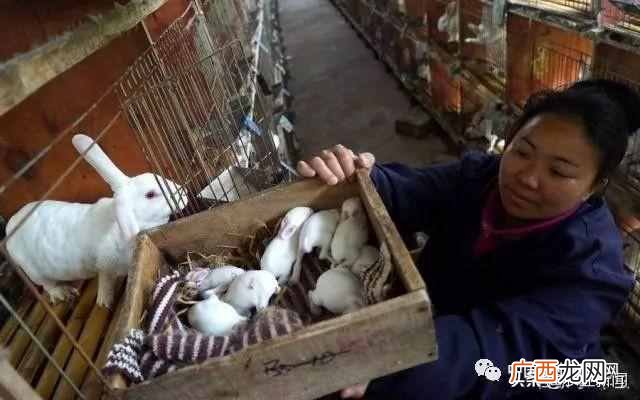 2019年农村赚钱好项目推荐 做什么赚钱最快