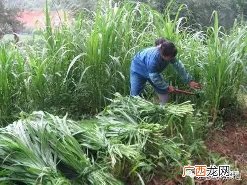 2019年农村赚钱好项目推荐 做什么赚钱最快