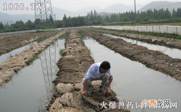 水蛭养殖需要什么条件 荆州大学生水蛭养殖