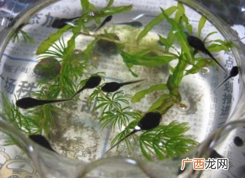 蝌蚪变态期要预防哪些疾病 蝌蚪晚期养殖