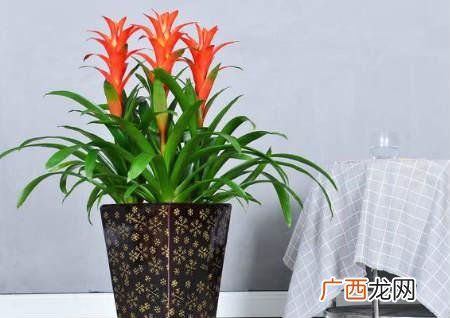 现在适合养殖什么 来宾养殖什么好