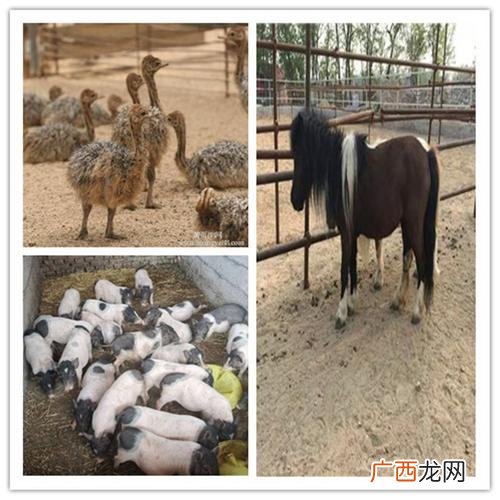 莱州华育养殖有限公司 莱芜市大型养殖场