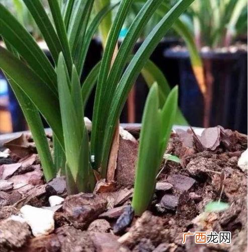 兰草多少时间浇一次水 兰花的养殖浇什么水