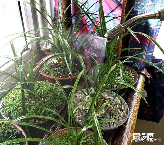 兰草多少时间浇一次水 兰花的养殖浇什么水