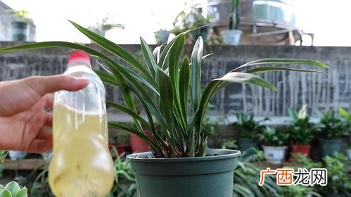 兰草多少时间浇一次水 兰花的养殖浇什么水