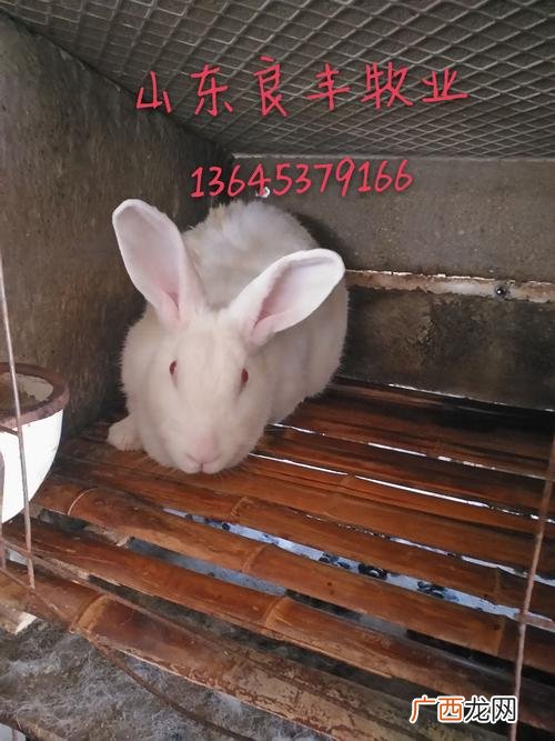 哪种兔子容易养活 辽宁种兔子养殖