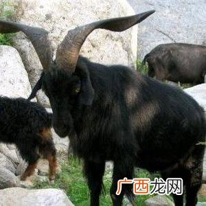 长沙黑山羊养殖基地在哪里 临沂黑山羊养殖