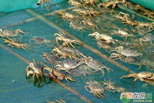螃蟹爪花的养殖方法 芦苇地螃蟹养殖