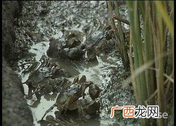 螃蟹爪花的养殖方法 芦苇地螃蟹养殖