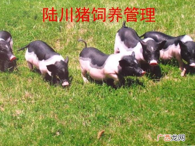 不是纯种的陆川猪图片 陆川猪的养殖视频