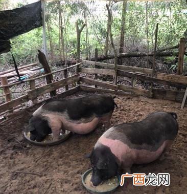 不是纯种的陆川猪图片 陆川猪的养殖视频
